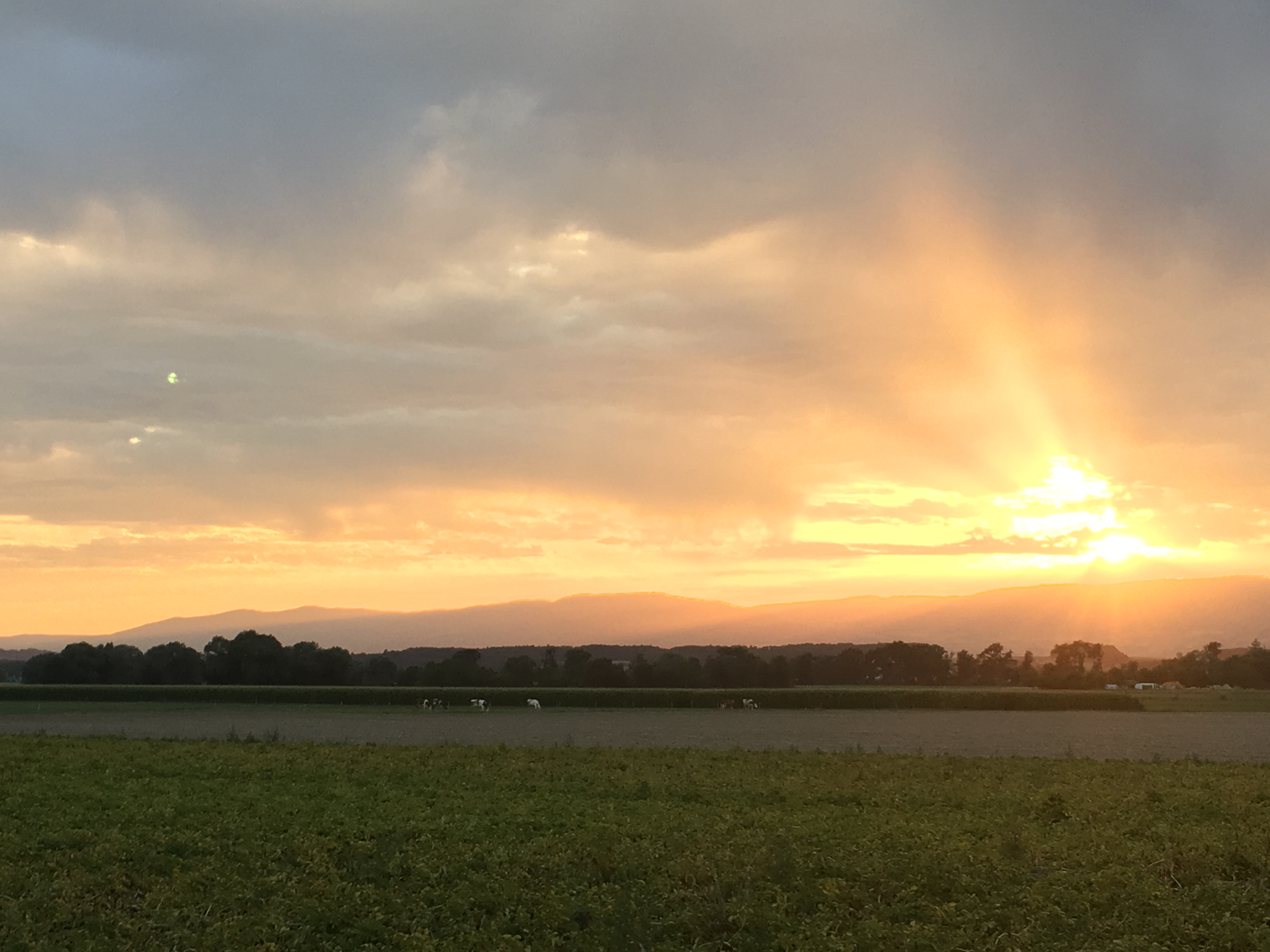 coucher de soleil sur un champ