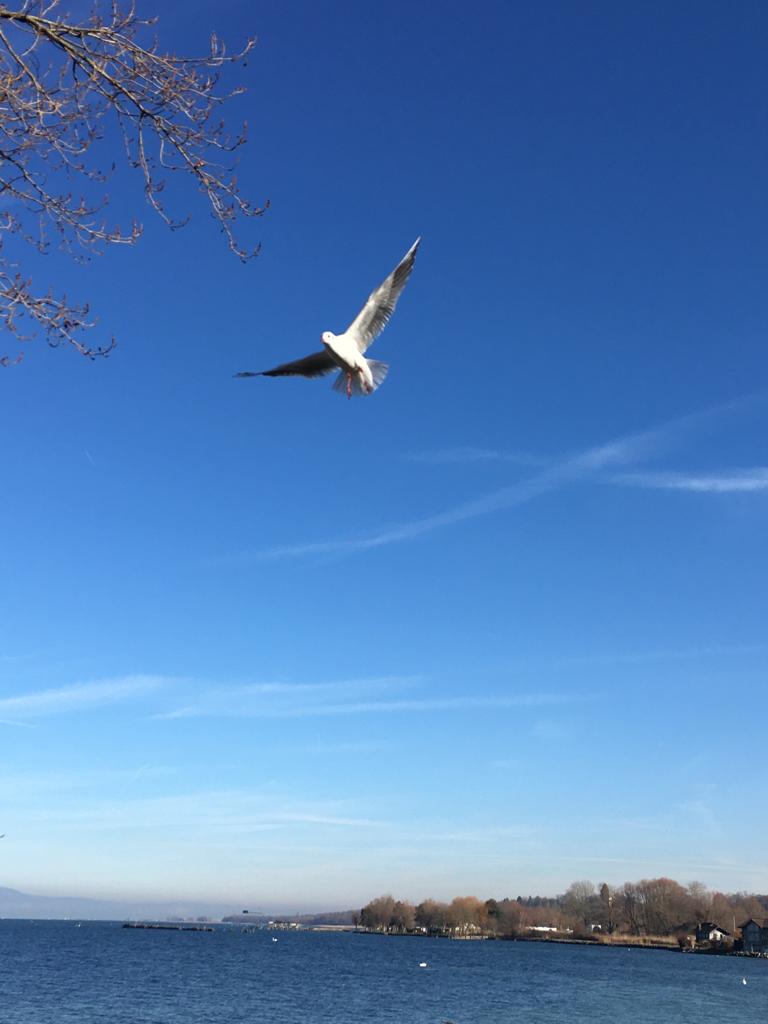mouette près du lac à Estavayer-le-Lac, Estavayer-le-Lac, canton de Fribourg, en Suisse